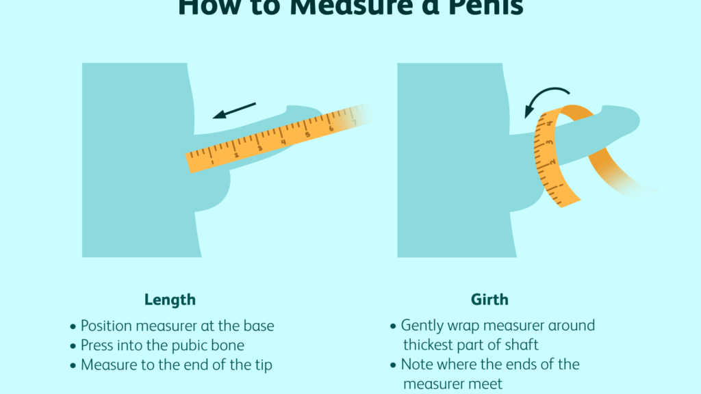 average penis size