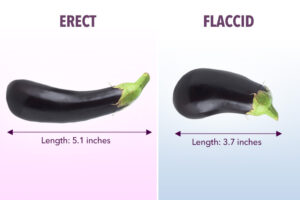 average penis length