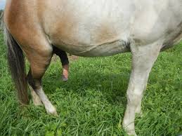 horse penis