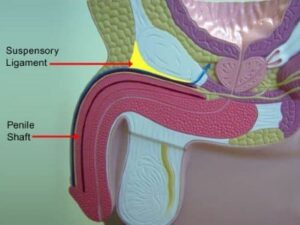 penis increase medicine