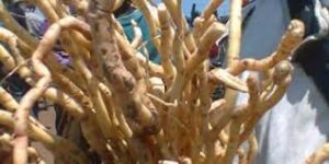 Mulondo herb in south Africa