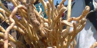 Mulondo herb in south Africa