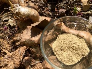 Where to buy mulondo herb