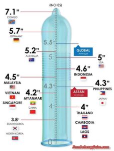 average penis sizes around the world