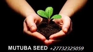 Mutuba seed before