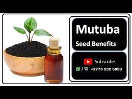 mutuba seed oil benefits