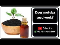 research on the mutuba seed