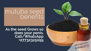 Mutuba tree