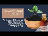 Mutuba seeds benefits