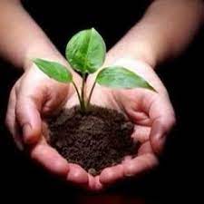 japan tengsu ingredients