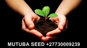 Mutuba plant