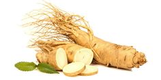 Panax ginseng